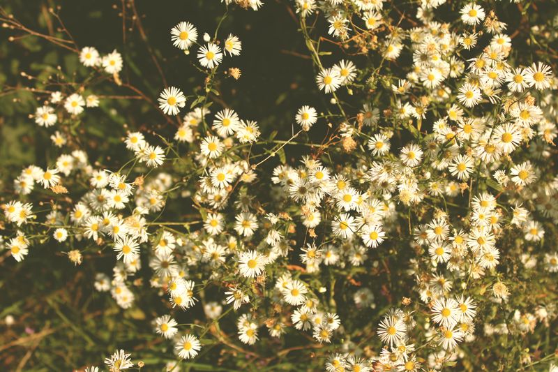 White Wood Aster (Eurybia Divaricata)