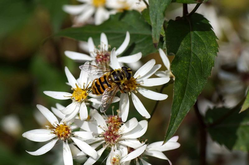White Wood Aster Supports Pollinators And Wildlife