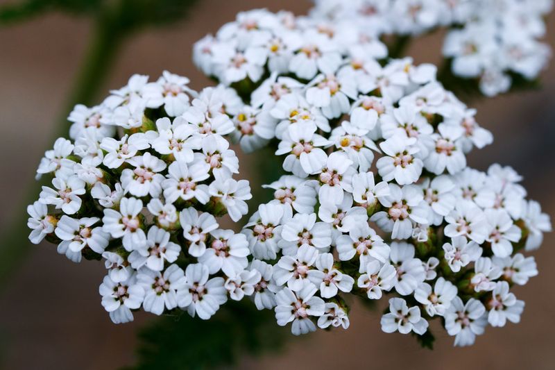 White Yarrow