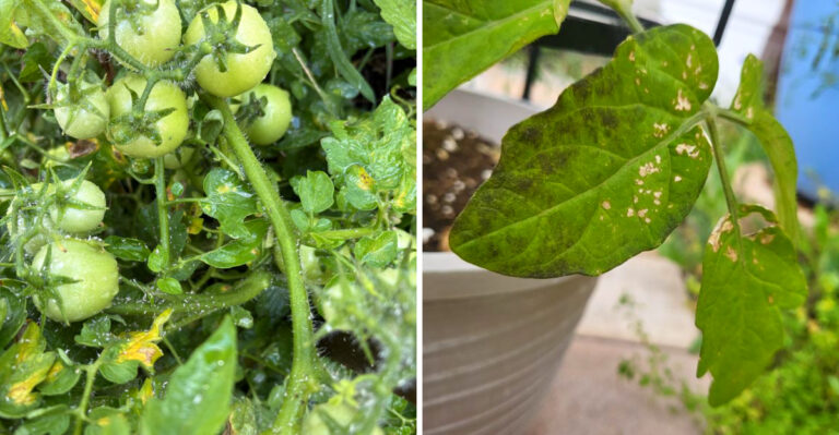 Whiteflies Are Taking Over California Tomatoes And Most People Miss Them Early