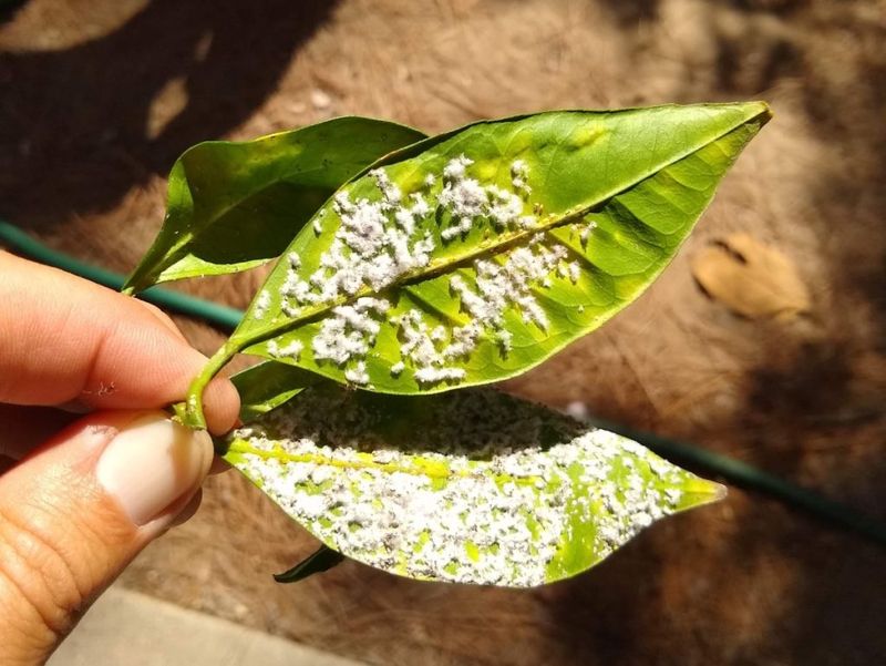 Whiteflies Can Coat Leaves With Sticky Waste