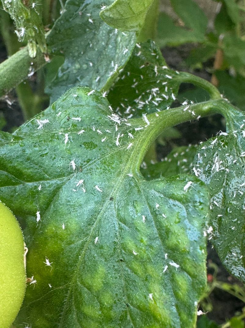 Whiteflies Can Spread Leaf Curl Virus
