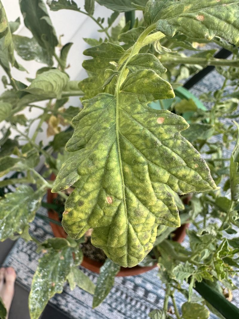 Whiteflies Can Spread Tomato Viruses