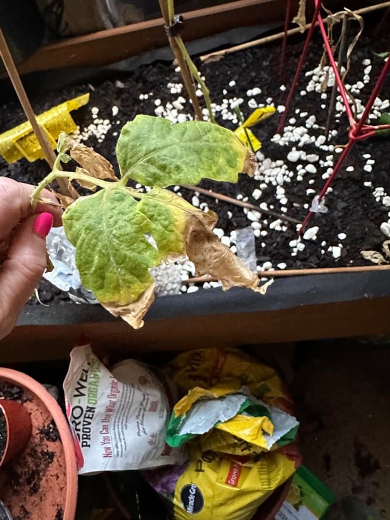 Whiteflies Can Spread Tomato Yellow Leaf Curl Virus Whiteflies Can Spread Tomato Yellow Leaf Curl Virus