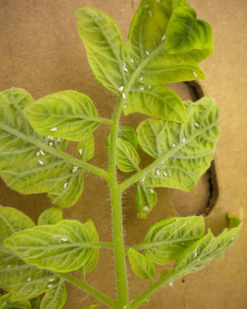 Whiteflies Gather Fast On Heat-Stressed Plants