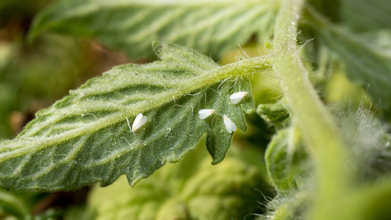 Whiteflies Hide On Leaf Undersides