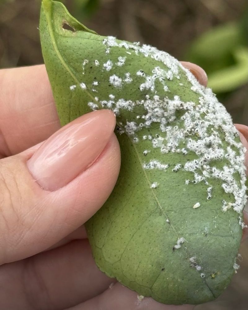 Whiteflies Hide Under Leaves Whiteflies Hide Under Leaves