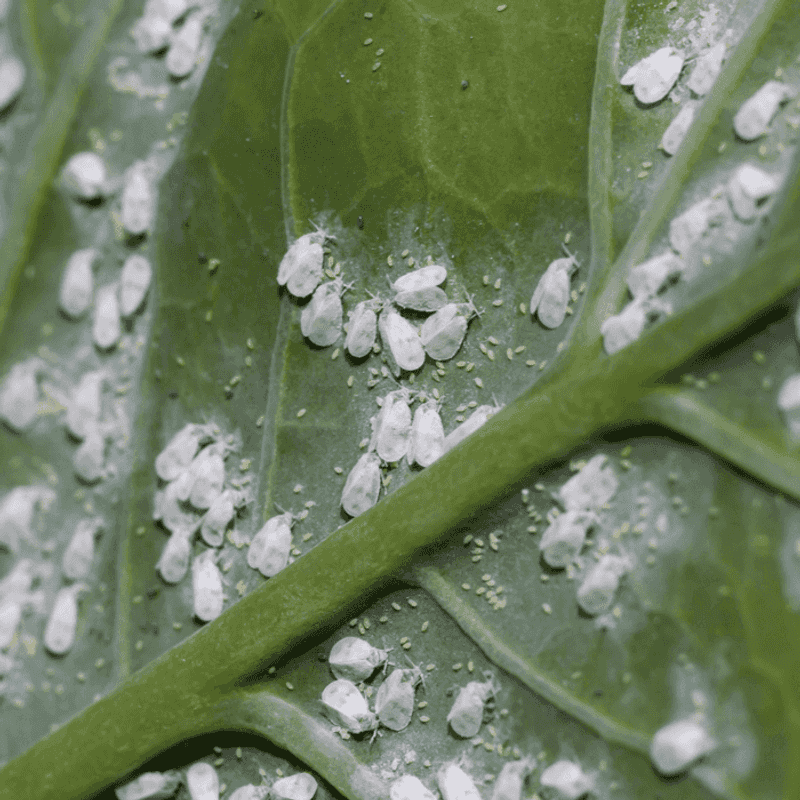 Whiteflies Whiteflies