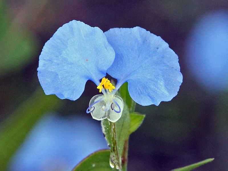 Whitemouth Dayflower Has Edible Parts