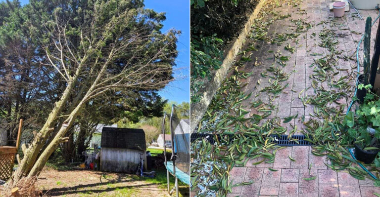Who Is Responsible For Cleaning Up Leaves And Debris From A Neighbor’s Oregon Tree