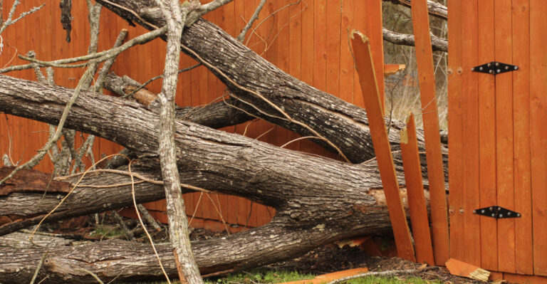 Who Is Responsible For Tree Branches Falling On A Neighbor’s Property In Oregon