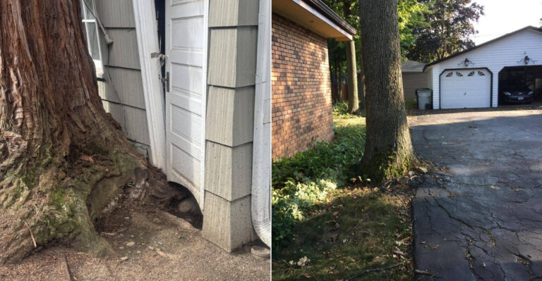 Who Is Responsible For Tree Root Damage To An Oregon Neighbor’s Driveway Or Foundation