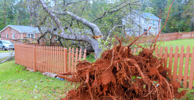 Who Is Responsible When A Tree Falls On A Fence Between Two Oregon Properties