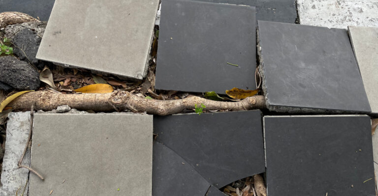 Who Is Responsible When Tree Roots Cross Property Lines In California And Cause Damage