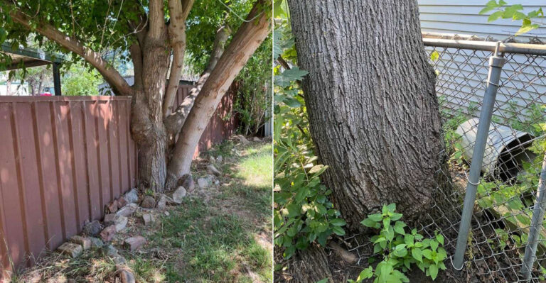 Who Pays For Tree Removal In Oregon When The Tree Sits Exactly On The Property Line