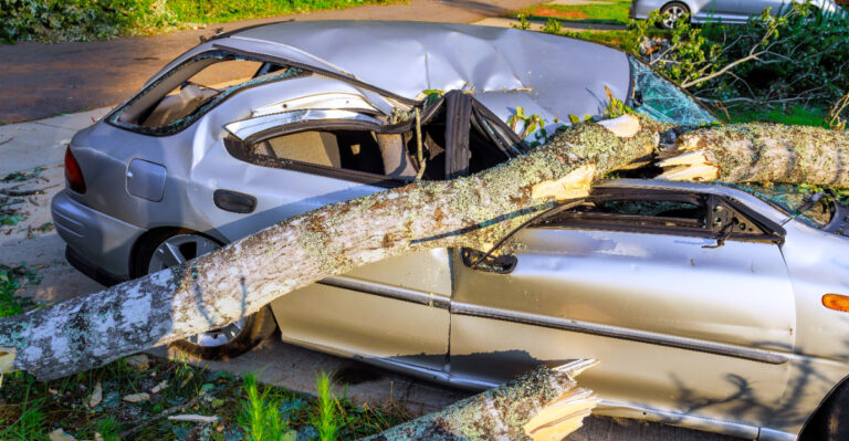 Who Pays When An Oregon Tree Falls On A Neighbor’s Car During A Storm