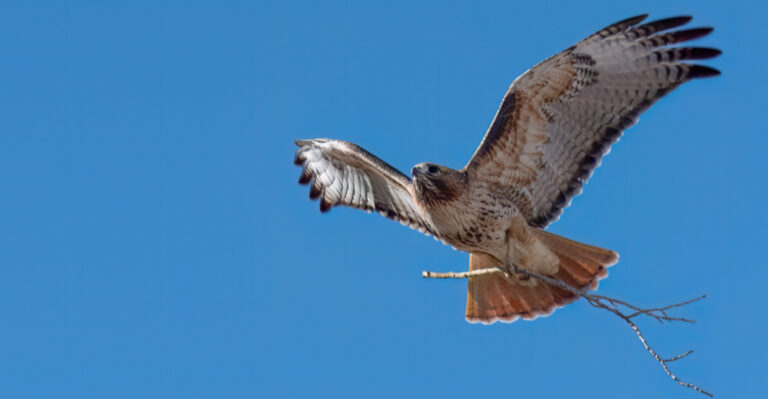 Why A Red-Tailed Hawk Keeps Appearing In Your Wisconsin Yard
