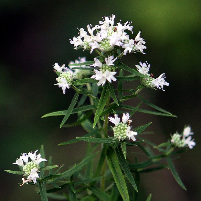 Why Aggressive Can Be A Good Thing In The Garden