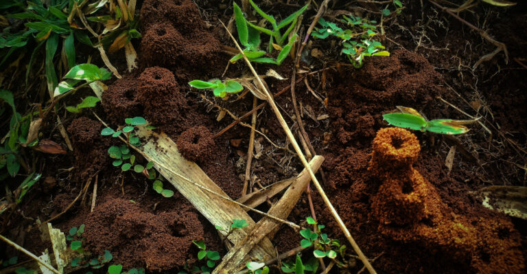 Why Alabama Yards Are Seeing More Fire Ant Mounds After Every Summer Rain