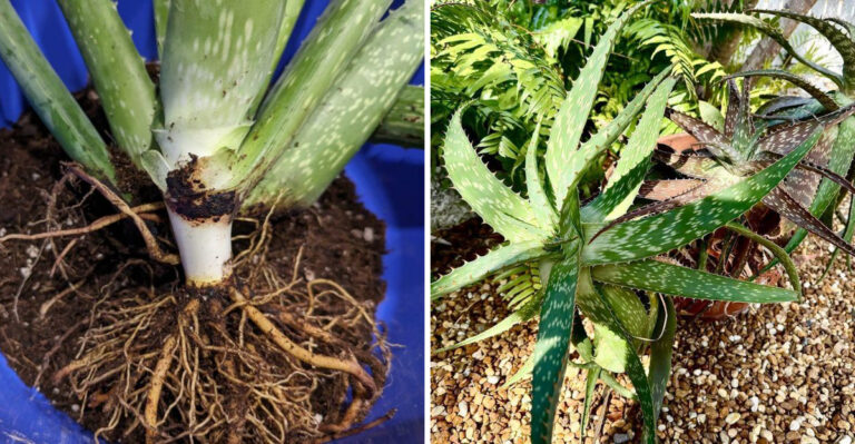 Why Aloe Vera Turns Mushy Or Brown In Arizona Heat And How To Fix It