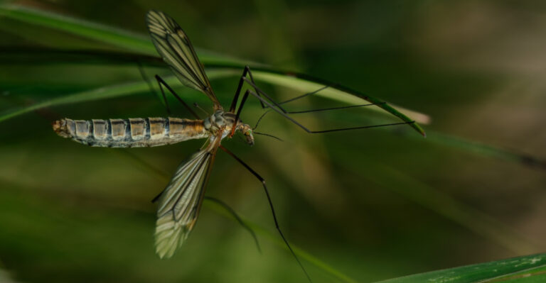 Why Are Virginia Homeowners Confusing Crane Flies With Grubs This Time Of Year