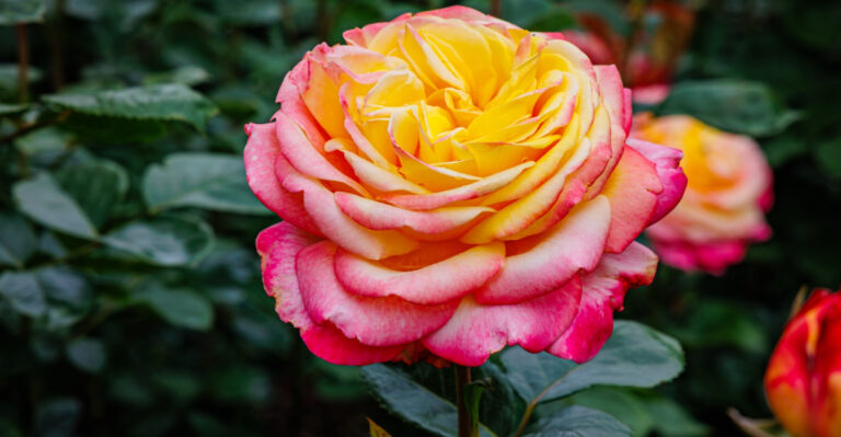 Why Are Your Missouri Roses Turning Yellow In June (And How To Save Them)