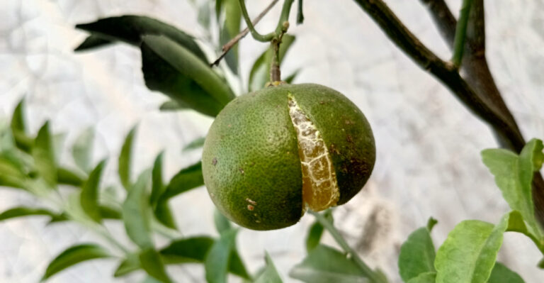 Why Arizona Citrus Fruit Splits Before Harvest And How To Prevent It