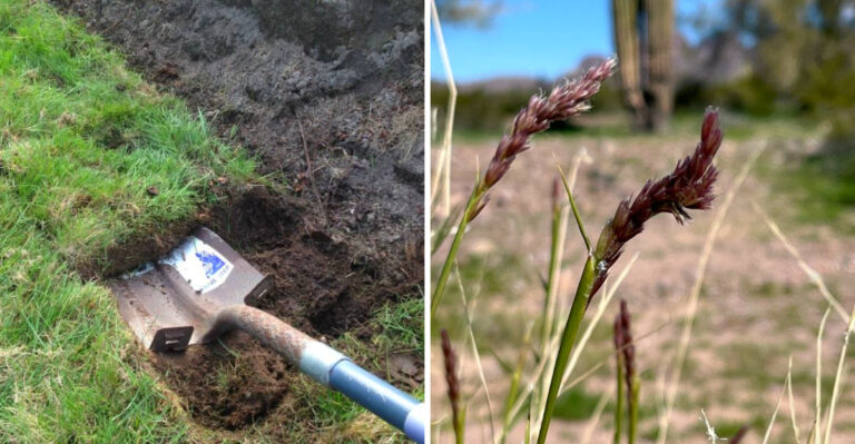 Why Arizona Gardeners Are Ripping Out Their Bermuda Grass And What They’re Planting Instead