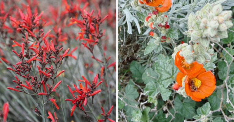Why Arizona Gardeners Are Swapping Out Their Roses For These Tough Desert Bloomers
