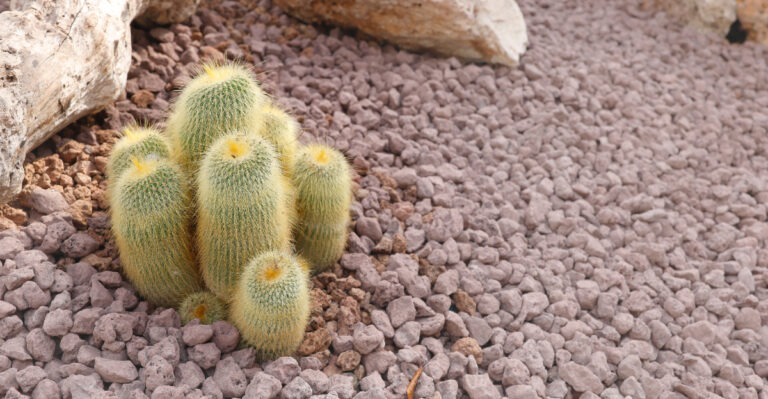cactus (featured image)