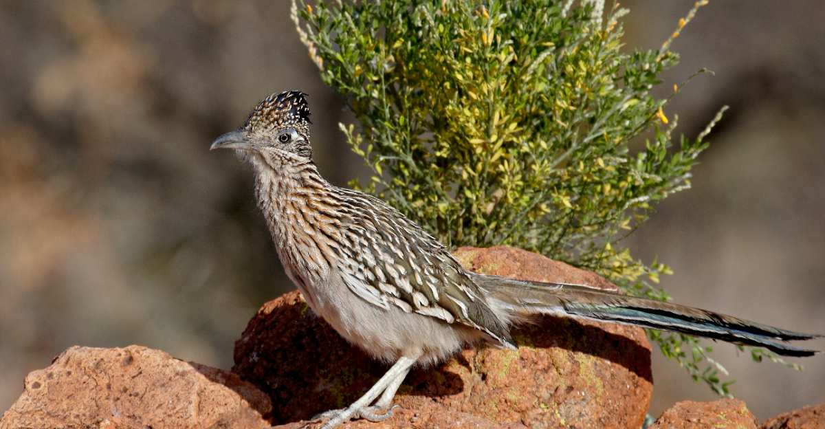 Roadrunners (featured image)