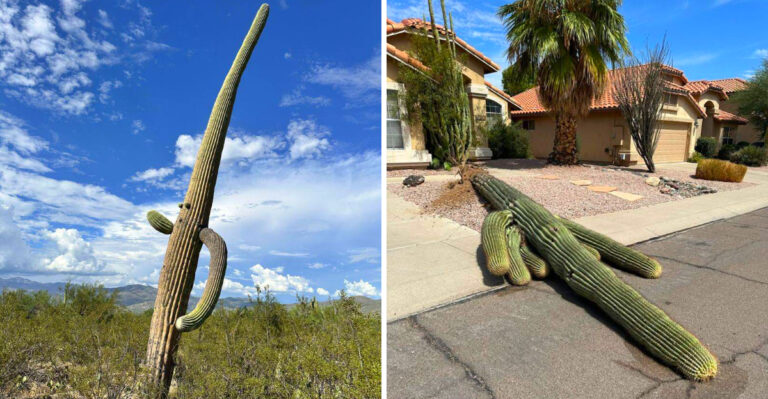Why Arizona Saguaro Cacti Lean And When You Should Be Concerned