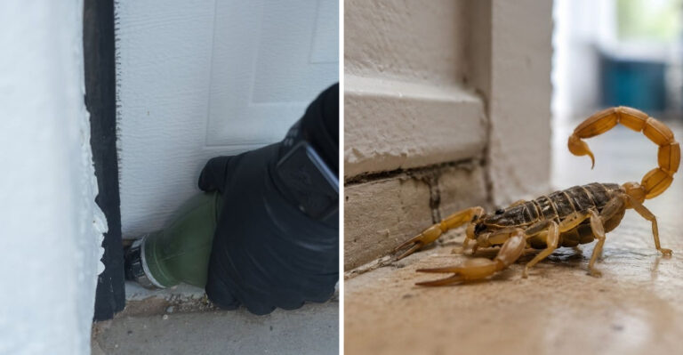 Why Arizona Scorpions Move Indoors Right After Monsoon Rains And What To Do About It