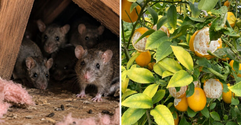 Why Arizona Summers Bring Out Roof Rats And What Gardeners Need To Know