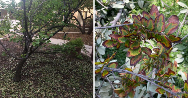 Why Arizona Trees Lose Leaves In Summer And When It Becomes A Concern