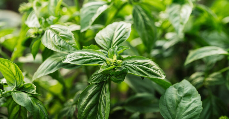 Why Basil Takes Off Fast In Florida This Time Of Year