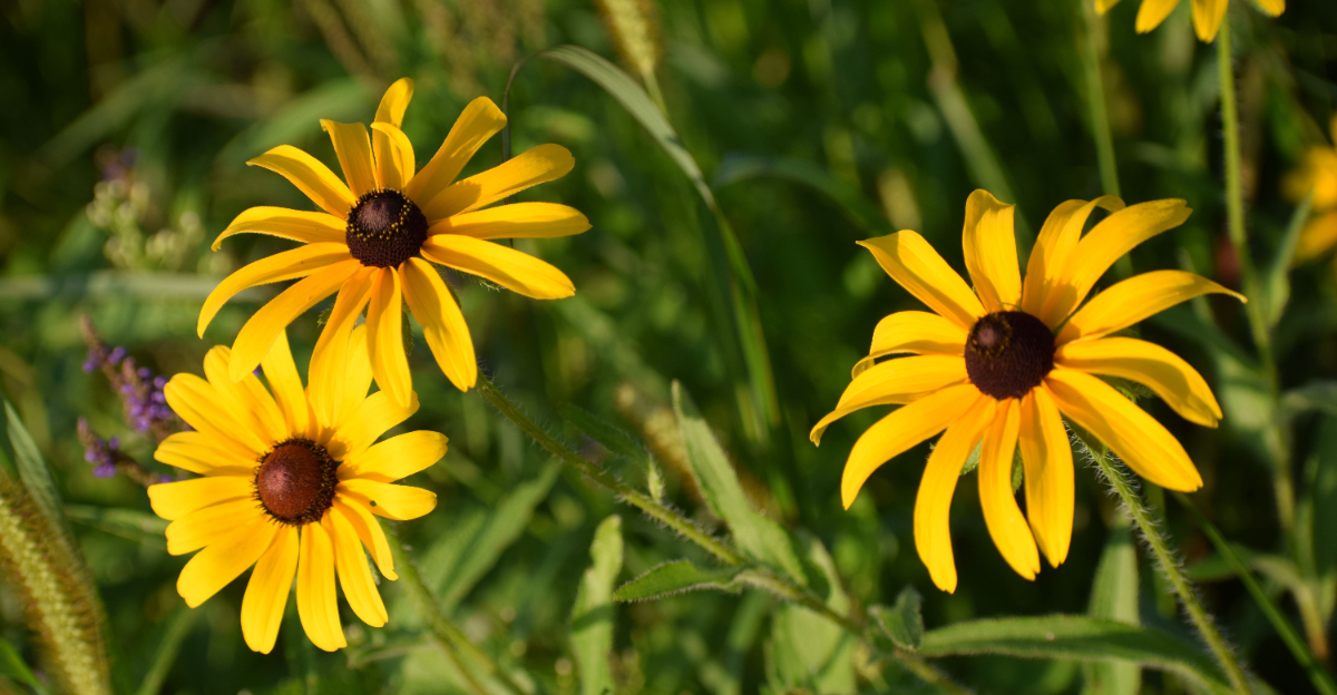 black eyes susans (featured image)