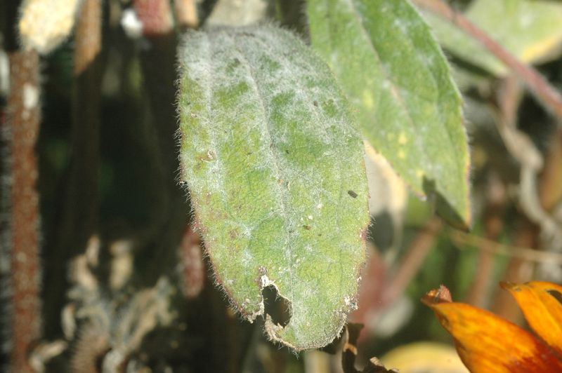 Why Black-Eyed Susans Are Susceptible To Powdery Mildew