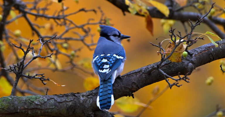 Why Blue Jays Mob The Same Trees In Your Missouri Yard