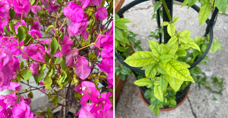 Why Bougainvillea Leaves Turn Yellow In June In California And How To Fix It