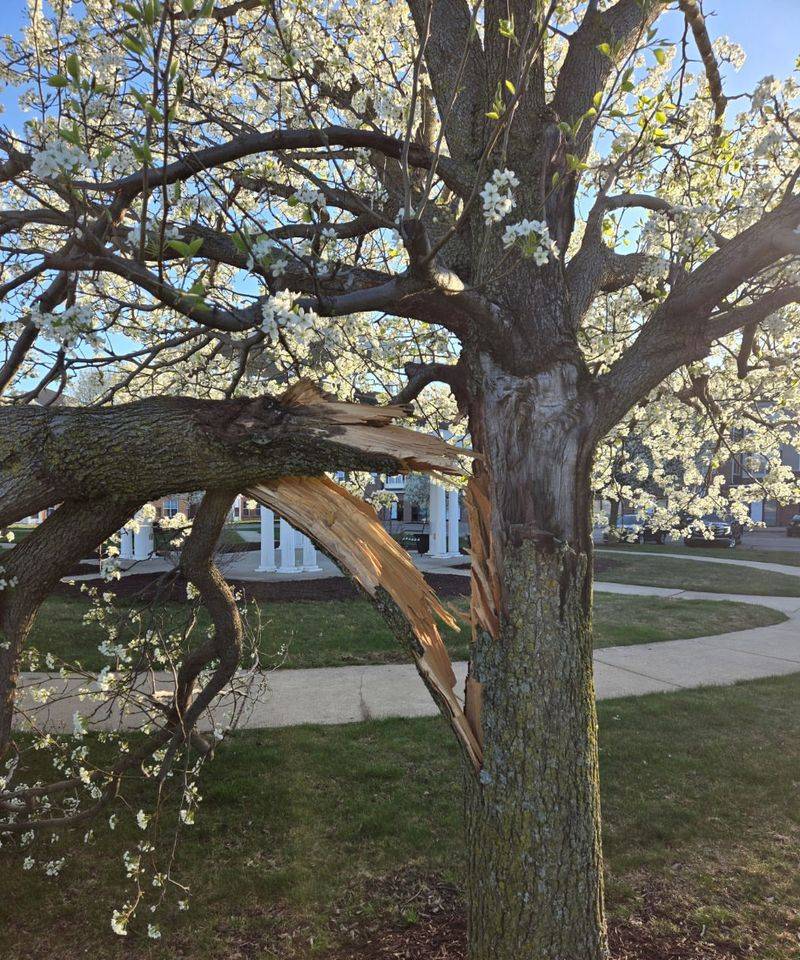 Why Bradford Pears Became A Problem Across The State Why Bradford Pears Became A Problem Across The State