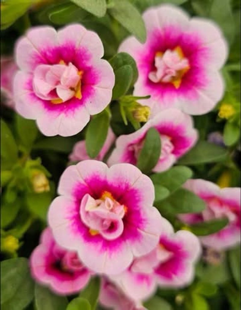 Why Calibrachoa Needs To Dry Out Between Waterings Why Calibrachoa Needs To Dry Out Between Waterings
