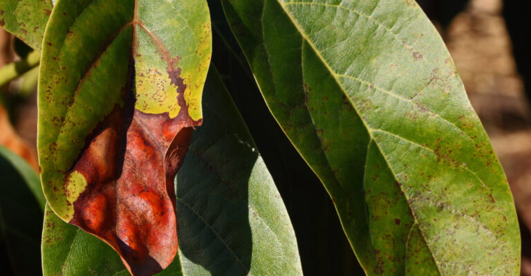 Why California Avocado Trees Get Brown Leaf Tips And What’s Causing It