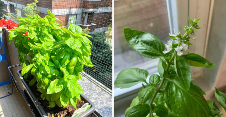 Why California Basil Bolts In Summer And The Fix Most Gardeners Miss