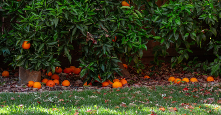 Why California Citrus Drops Fruit In June And What It Is Actually Telling You