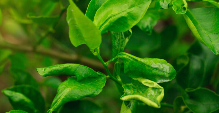 Why California Citrus Leaves Curl In July And What The Plant Is Actually Trying To Tell You