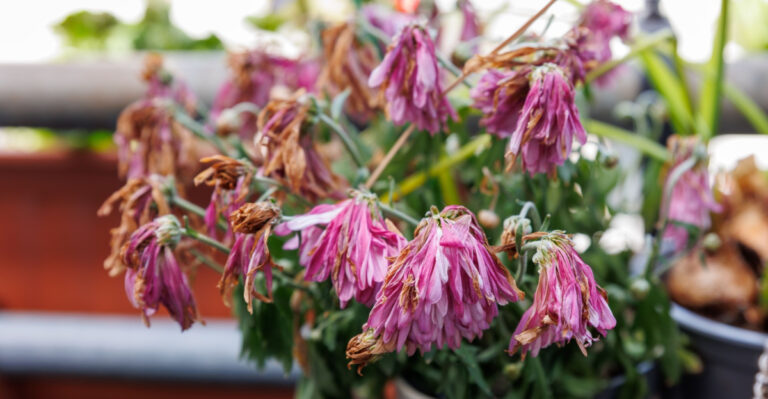 Why California Container Plants Dry Out Twice As Fast Once July Hits