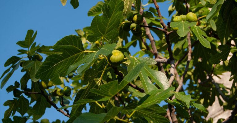 Why California Fig Trees Stop Producing In Summer And How To Turn It Around