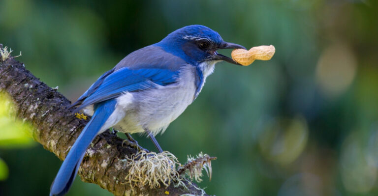 Why California Jays Are Burying Things In Your Garden Beds Right Now