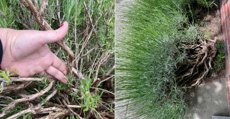 Why California Lavender Turns Woody And Stops Blooming And How To Revive It